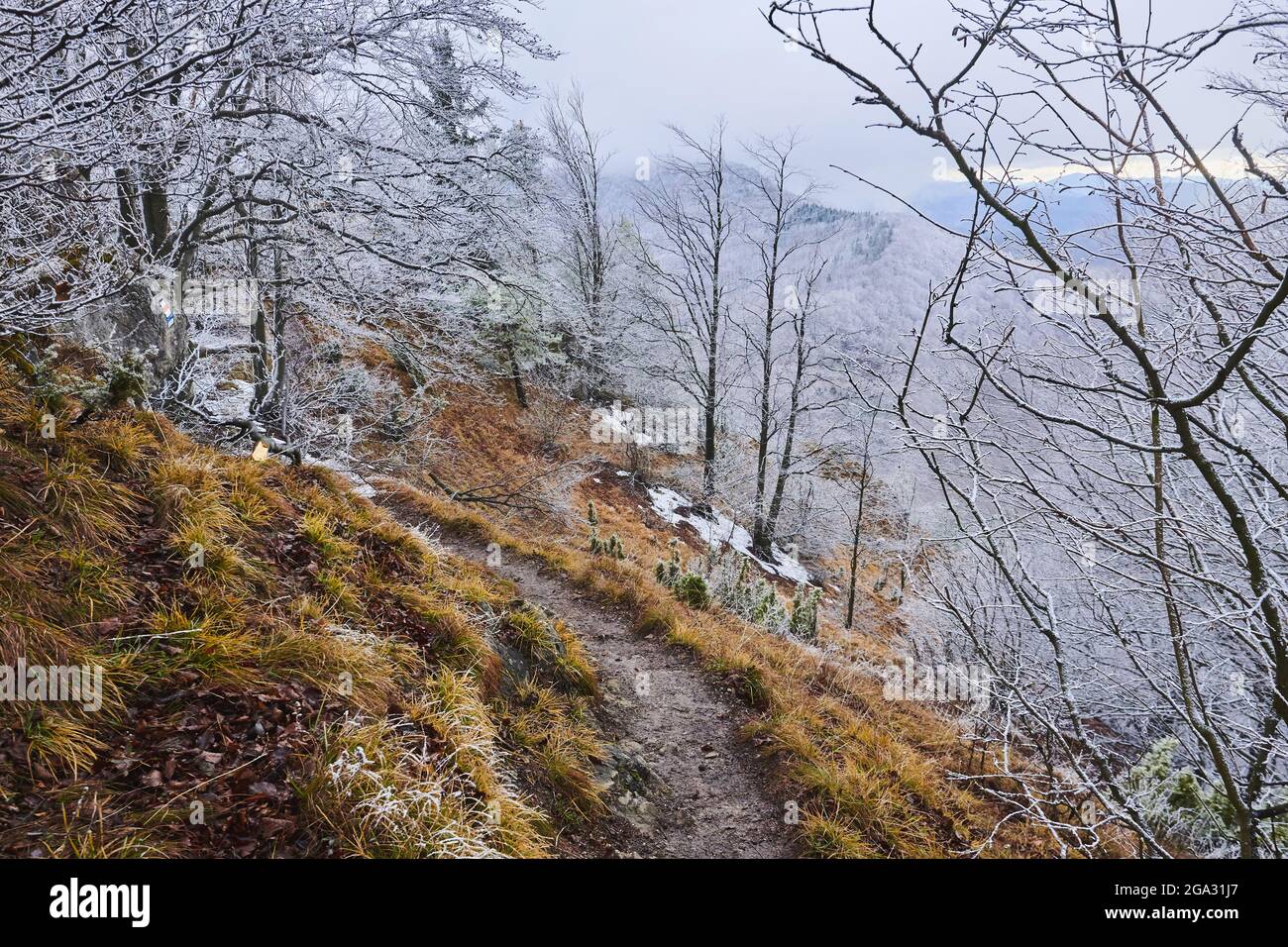 Verschneite europäische Buche (Fagus sylvatica) am Berg Vapec, kleine Fatra, Karpaten; Horna Poruba, Slowakei Stockfoto