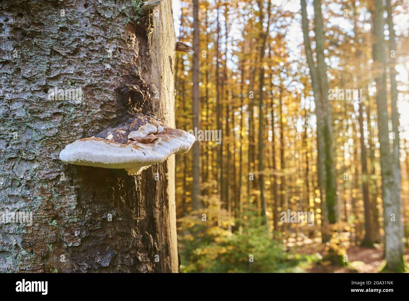 Rotgurtkegel (Fomitopsis pinicola) Pilz auf einem Baumstamm; Bayern, Deutschland Stockfoto