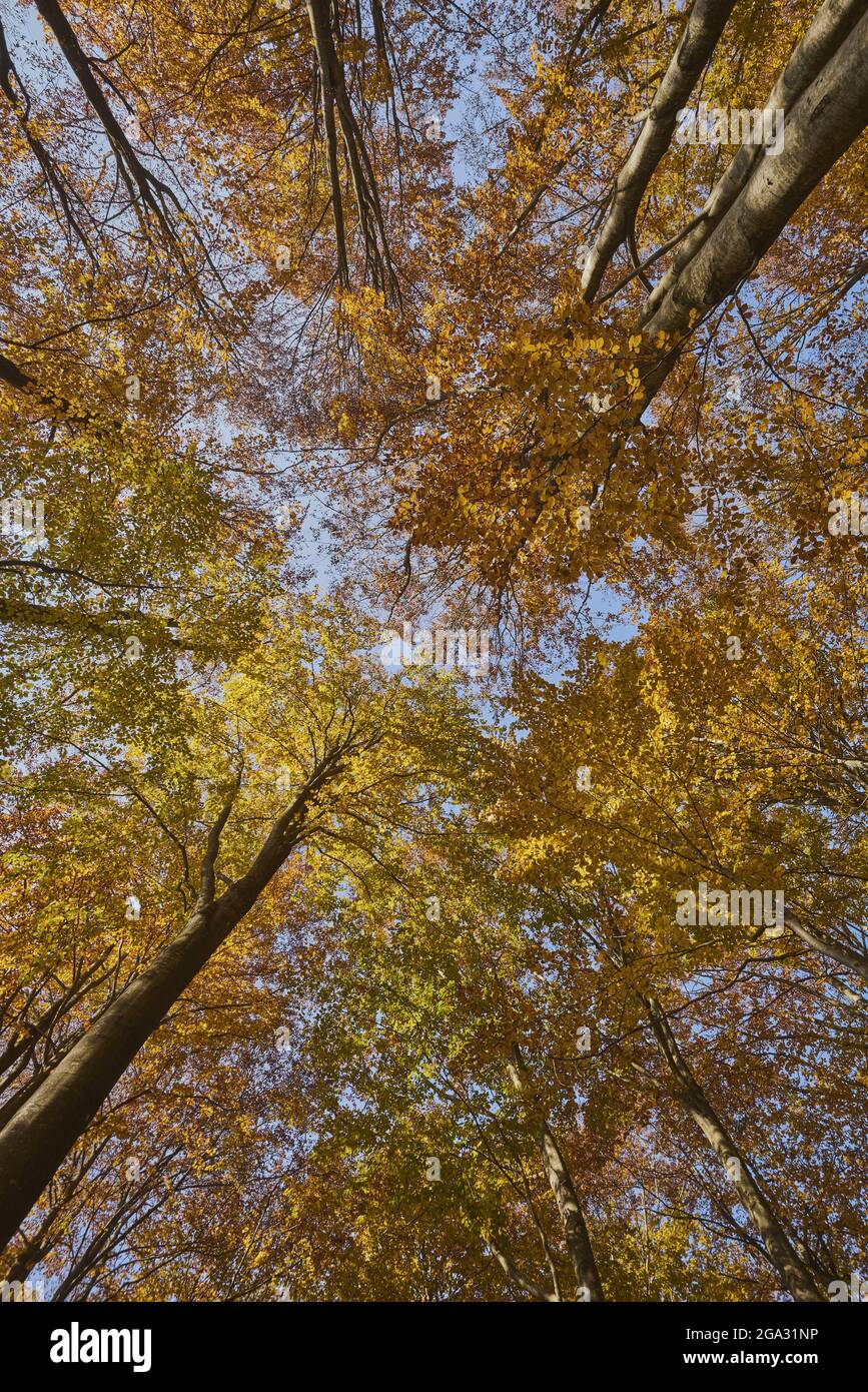 Herbstfärbung europäischer Buche oder gemeiner Buche (Fagus sylvatica), Nationalpark Bayerischer Wald; Lusen, Bayern, Deutschland Stockfoto