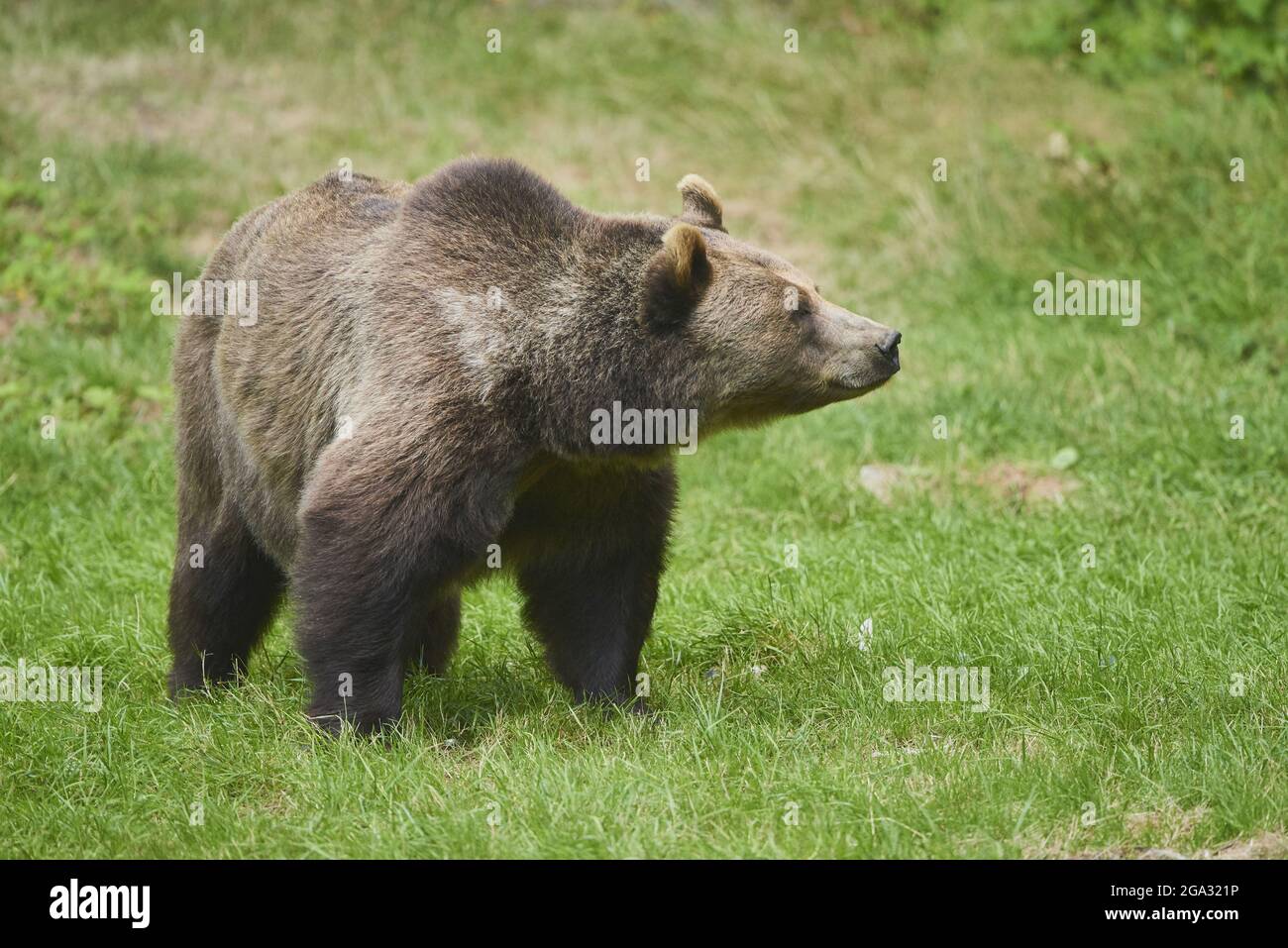 Eurasischer Braunbär (Ursus arctos arctos) auf einer Waldlichtung, gefangen, Nationalpark Bayerischer Wald; Bayern, Deutschland Stockfoto