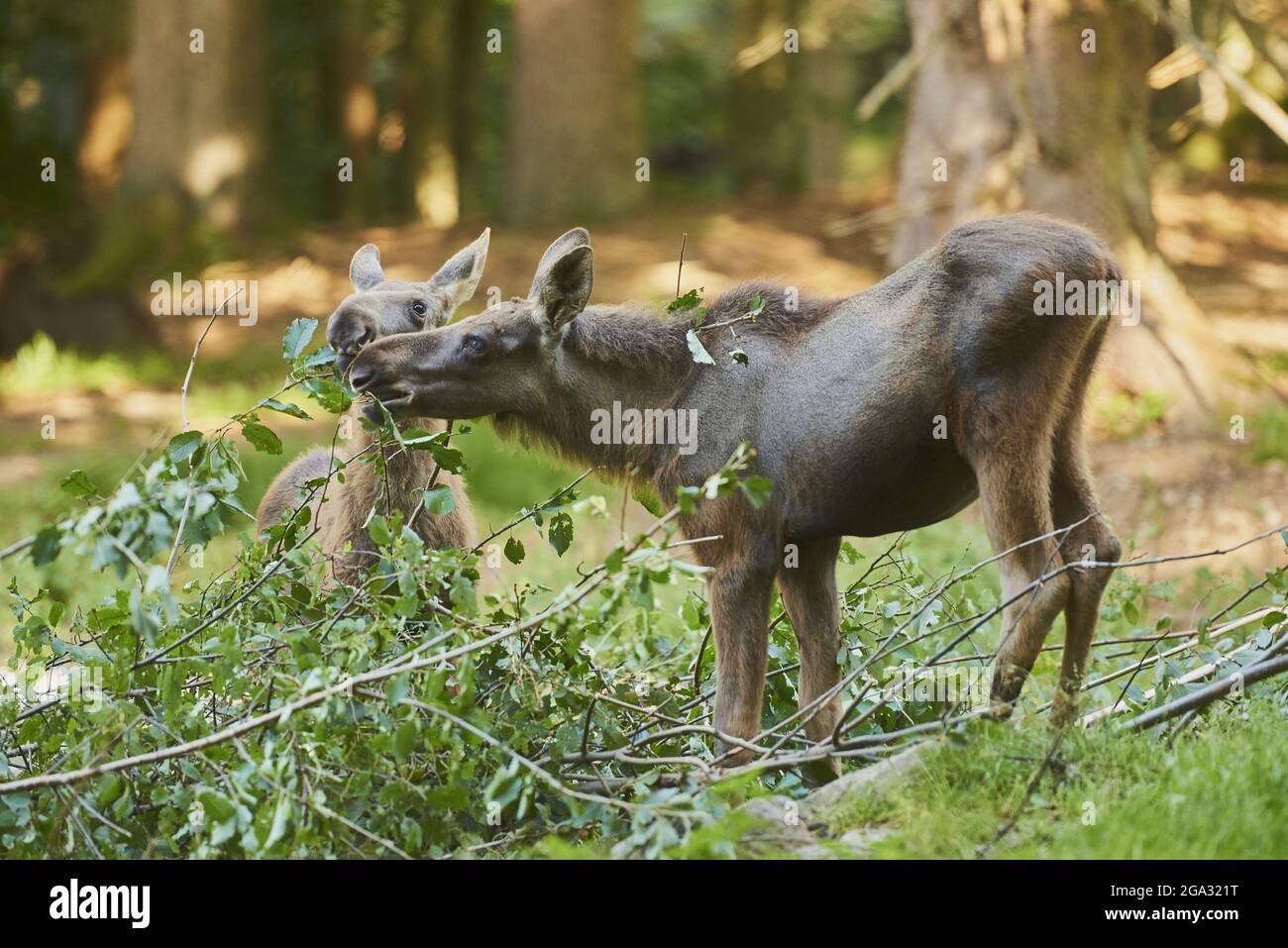 Elche oder Elche (Alces alces) Kälber, die sich auf einer Waldlichtung ernähren, gefangen, Nationalpark Bayerischer Wald; Bayern, Deutschland Stockfoto