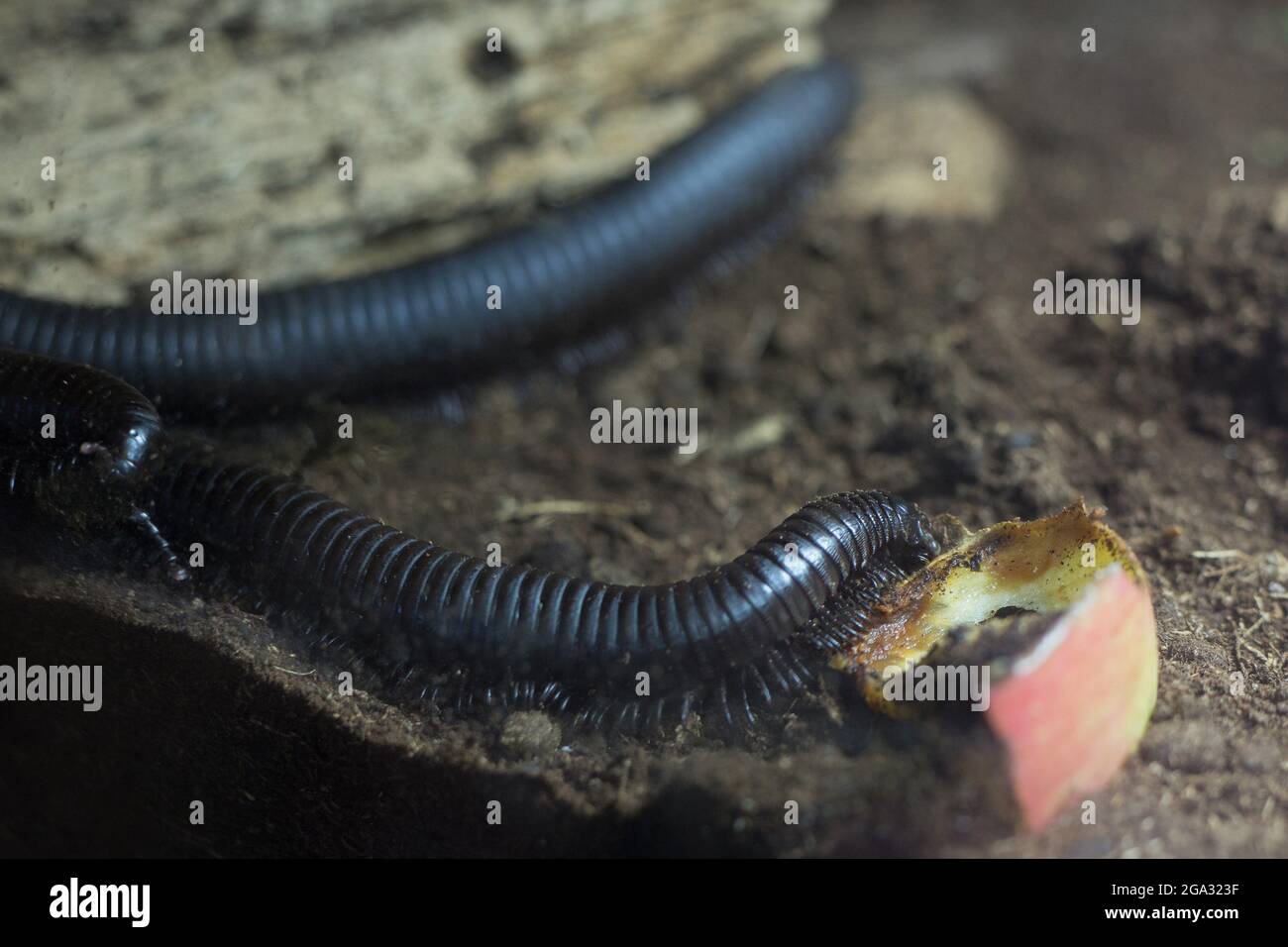 Archispirostreptus gigas - afrikanischer Riesengattel. Stockfoto