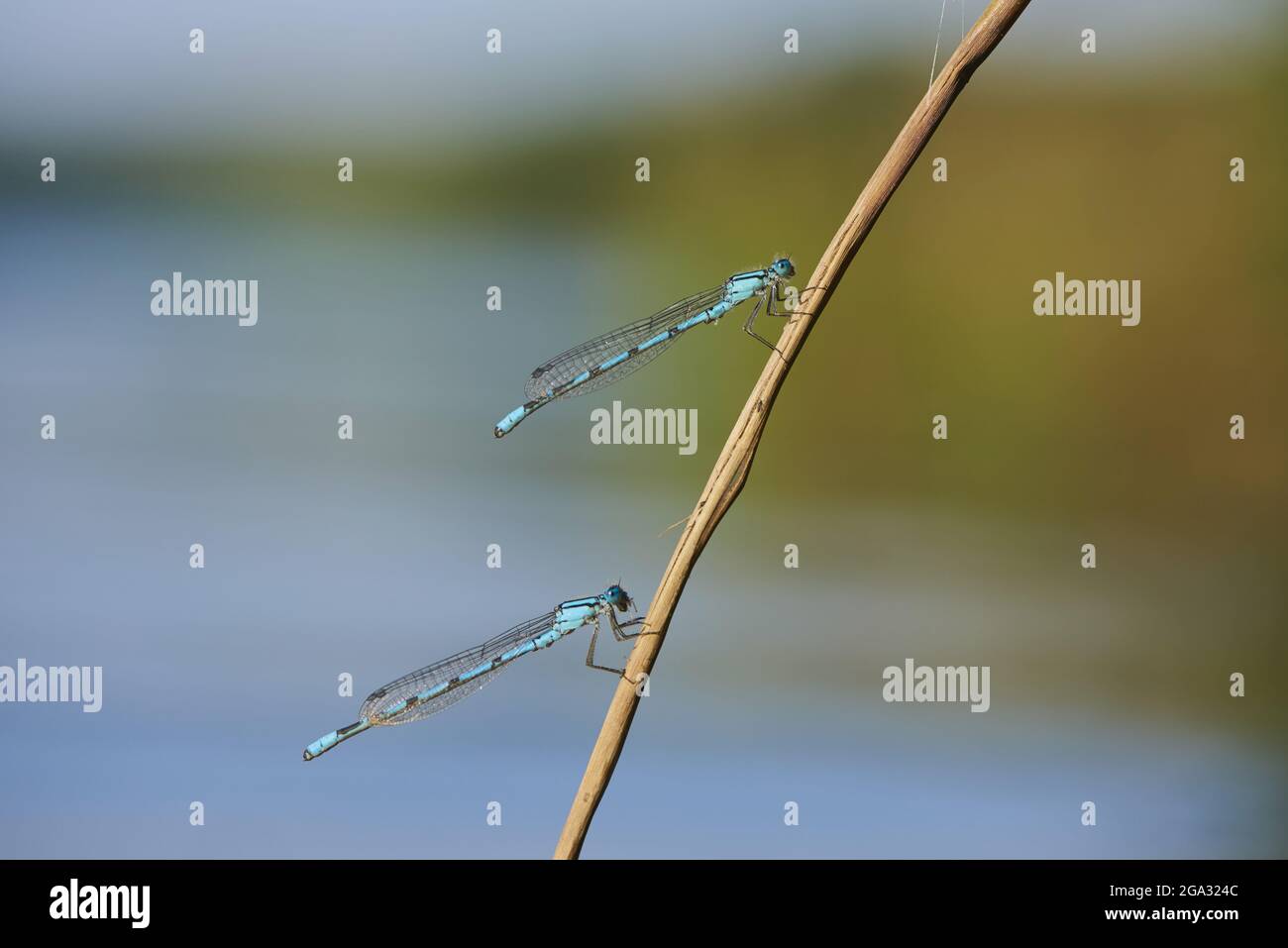 Blaue Damselfliegen (Coenagrion puella) auf einem Pflanzenstamm; Bayern, Deutschland Stockfoto