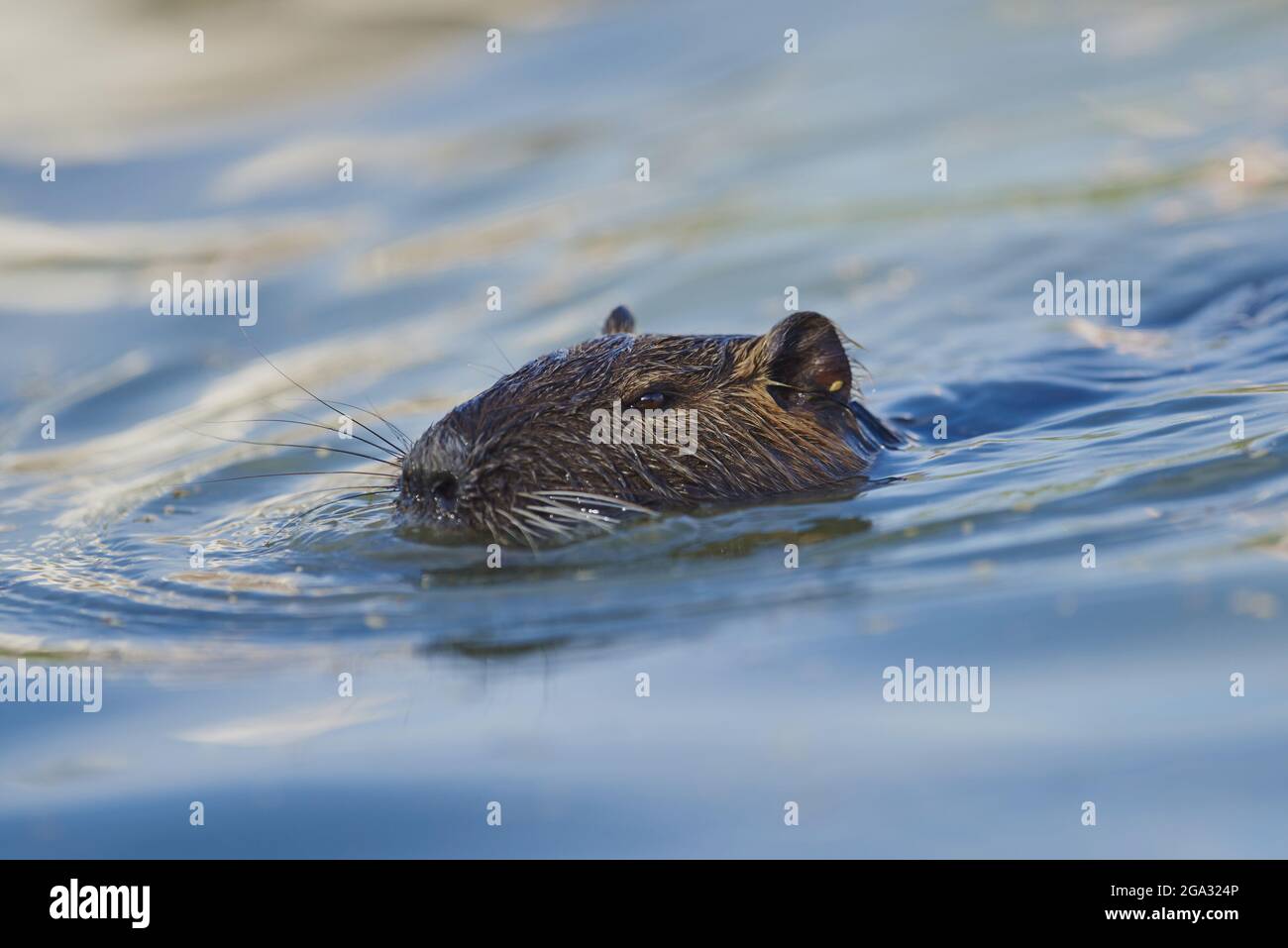 Coypu oder Nutria (Myocastor coypus) beim Schwimmen; Camargue, Frankreich Stockfoto