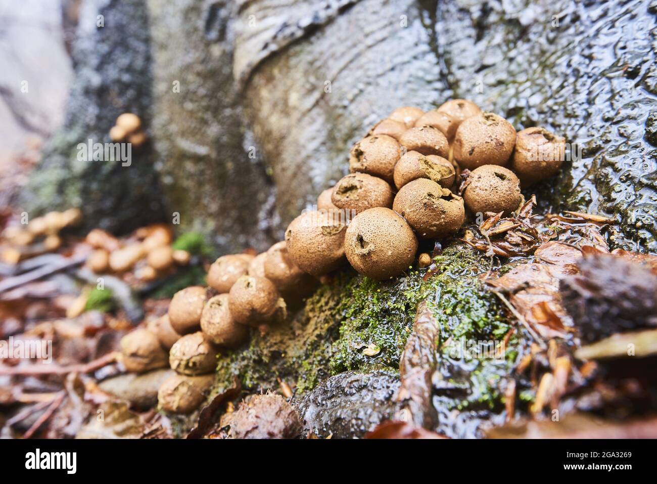 Birnenförmige Puffkugeln oder stumpige Puffkugeln (Apioperdon pyriforme) auf einem alten Baumstamm aus europäischer Buche (Fagus sylvatica), kleine Fatra, Karpaten Stockfoto
