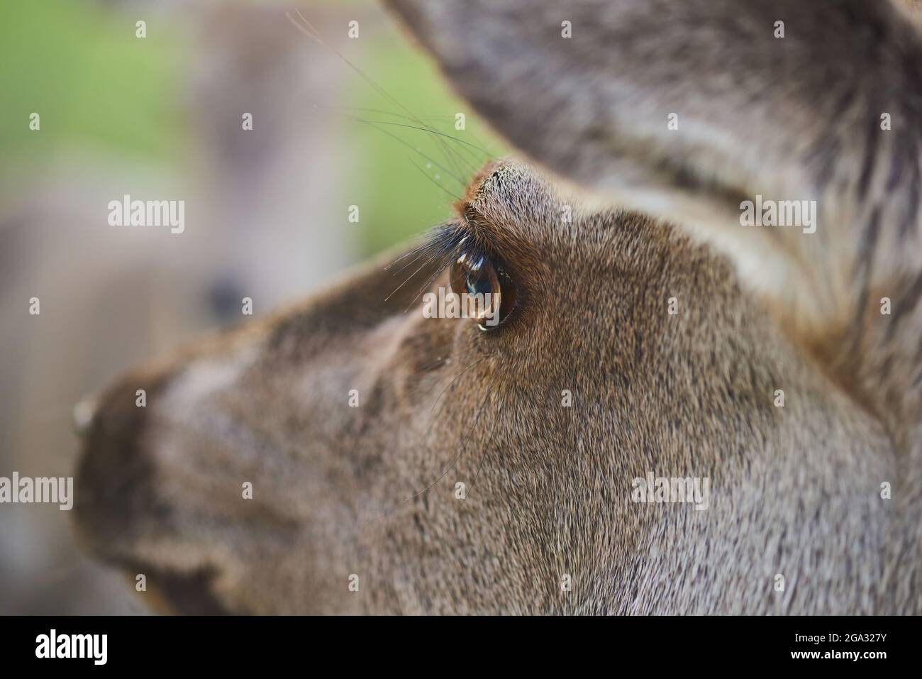 Extreme Nahaufnahme des Auges eines Rothirschs (Cervus elaphus); Bayern, Deutschland Stockfoto