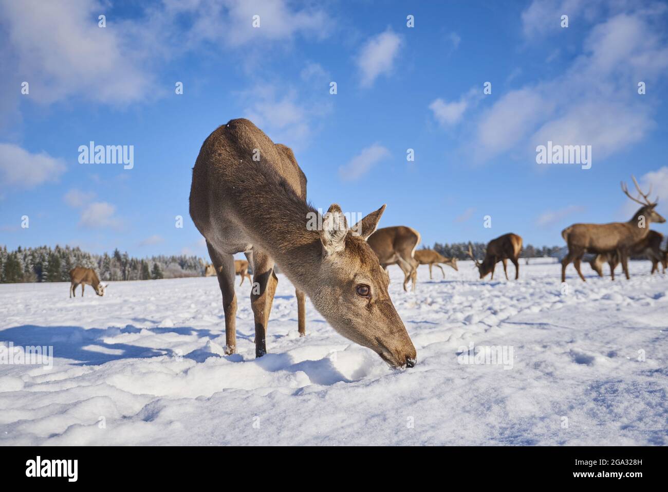 Rotwild (Cervus elaphus) auf einer verschneiten Wiese; Bayern, Deutschland Stockfoto