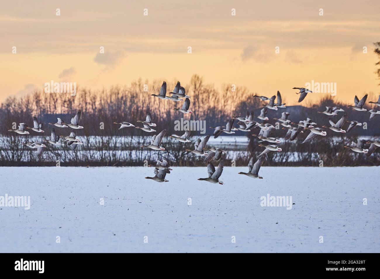Großgänse (Anser albifrons) und Graugänse (Anser anser) starten am Abend von einer Wiese in der Nähe der Donau aus Stockfoto