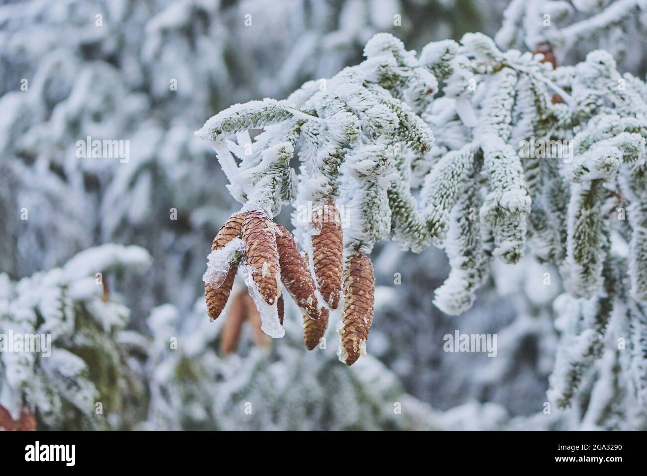 Gefrorene Norwegenfichte oder europäische Fichte (Picea abies), an einem Baum hängende Tannenzapfen; Bayern, Deutschland Stockfoto