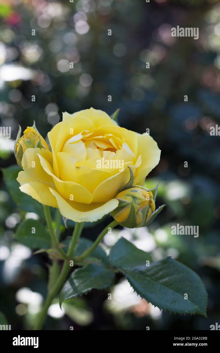 Rosa „Walking on Sunshine“ floribunda Rose. Stockfoto