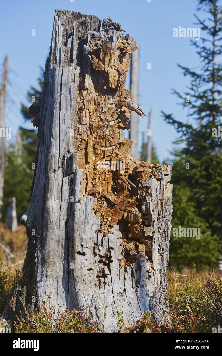 Altfichte (Picea abies) Baumstamm, Nationalpark Bayerischer Wald; Lusen, Bayern, Deutschland Stockfoto