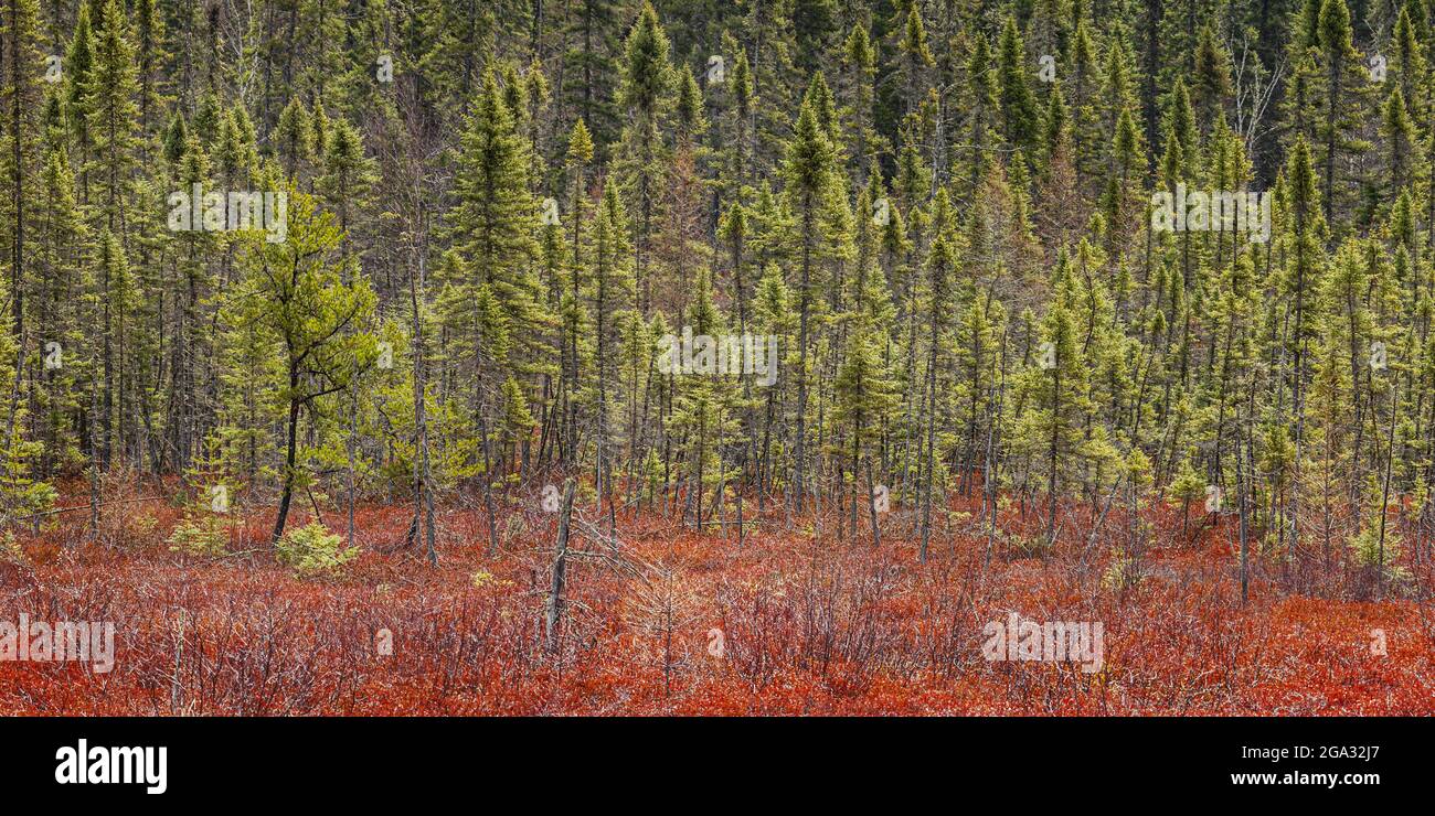 Leuchtende Herbstfarben in einem Wald; Thunder Bay, Ontario, Kanada Stockfoto
