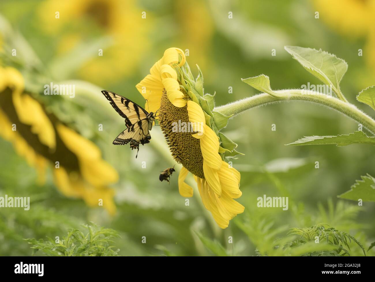 Ein östlicher Tiger-Schwalbenschwanz (Papilio glaucus)-Schmetterling und eine Hummel ernten Pollen von einer Sonnenblume (Helianthus), McKee-Beshers Wildlife Mana... Stockfoto