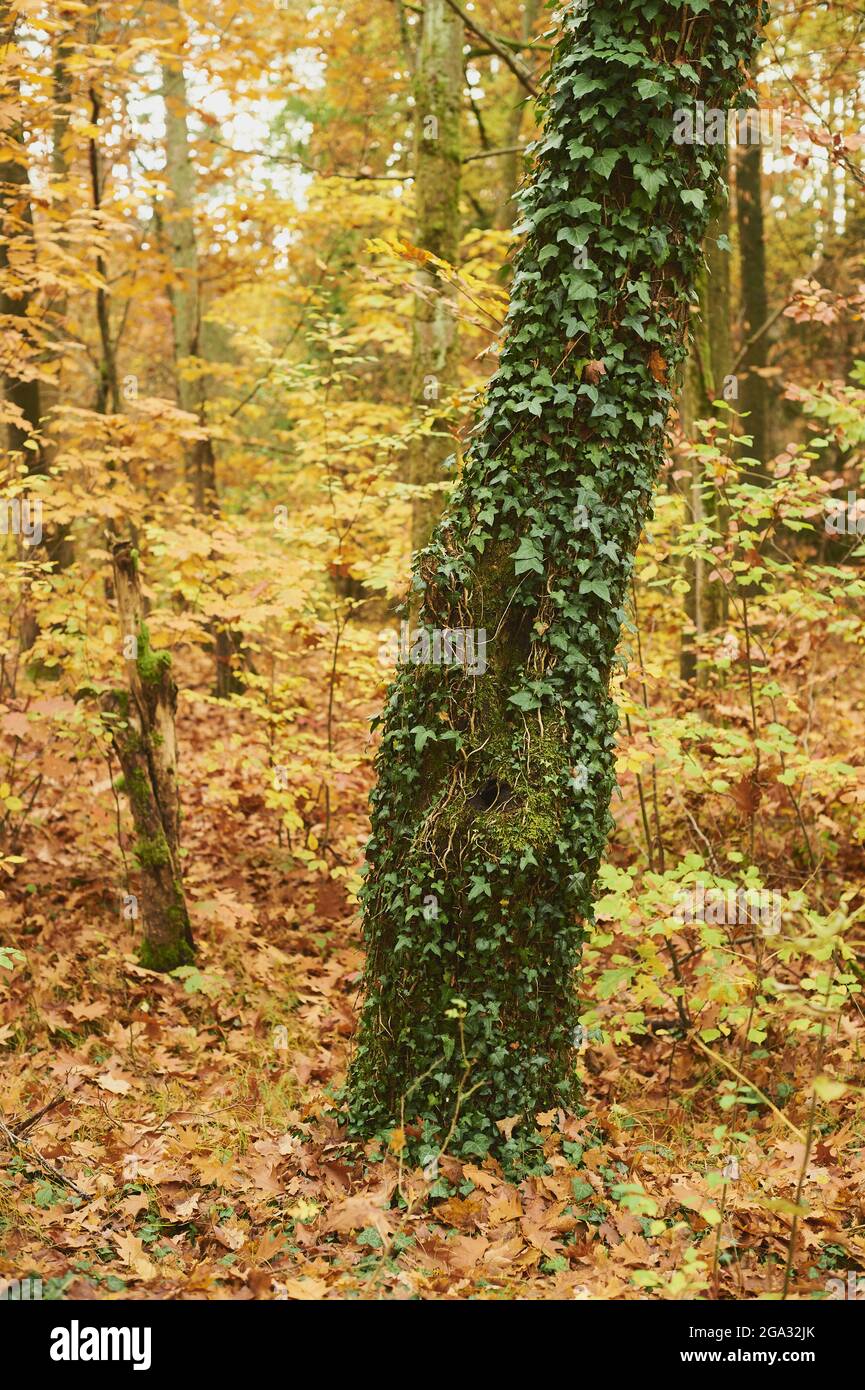 Efeu (Hedera Helix) wächst auf den Baumstämmen in einem herbstlich gefärbten europäischen Buchenwald oder gemeiner Buche (Fagus sylvatica), Bayerischer Wald... Stockfoto