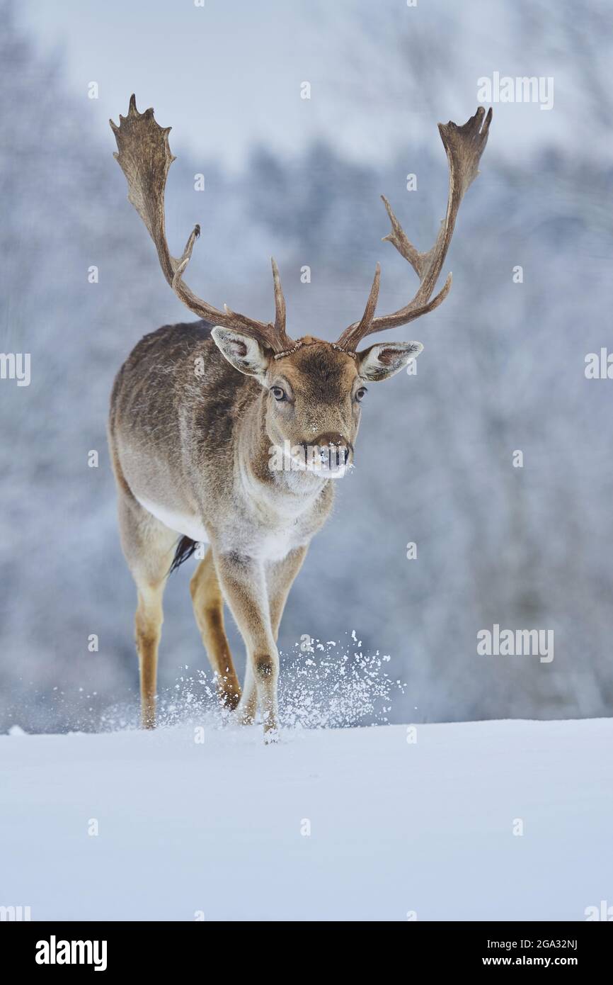 Damhirsch (Dama dama) im Schnee auf einer Wiese, gefangen; Bayern, Deutschland Stockfoto