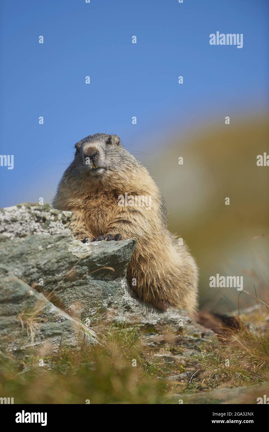 Alpenmurmeltier (Marmota marmota), Großglockner, Nationalpark hohe Tauern; Österreich Stockfoto