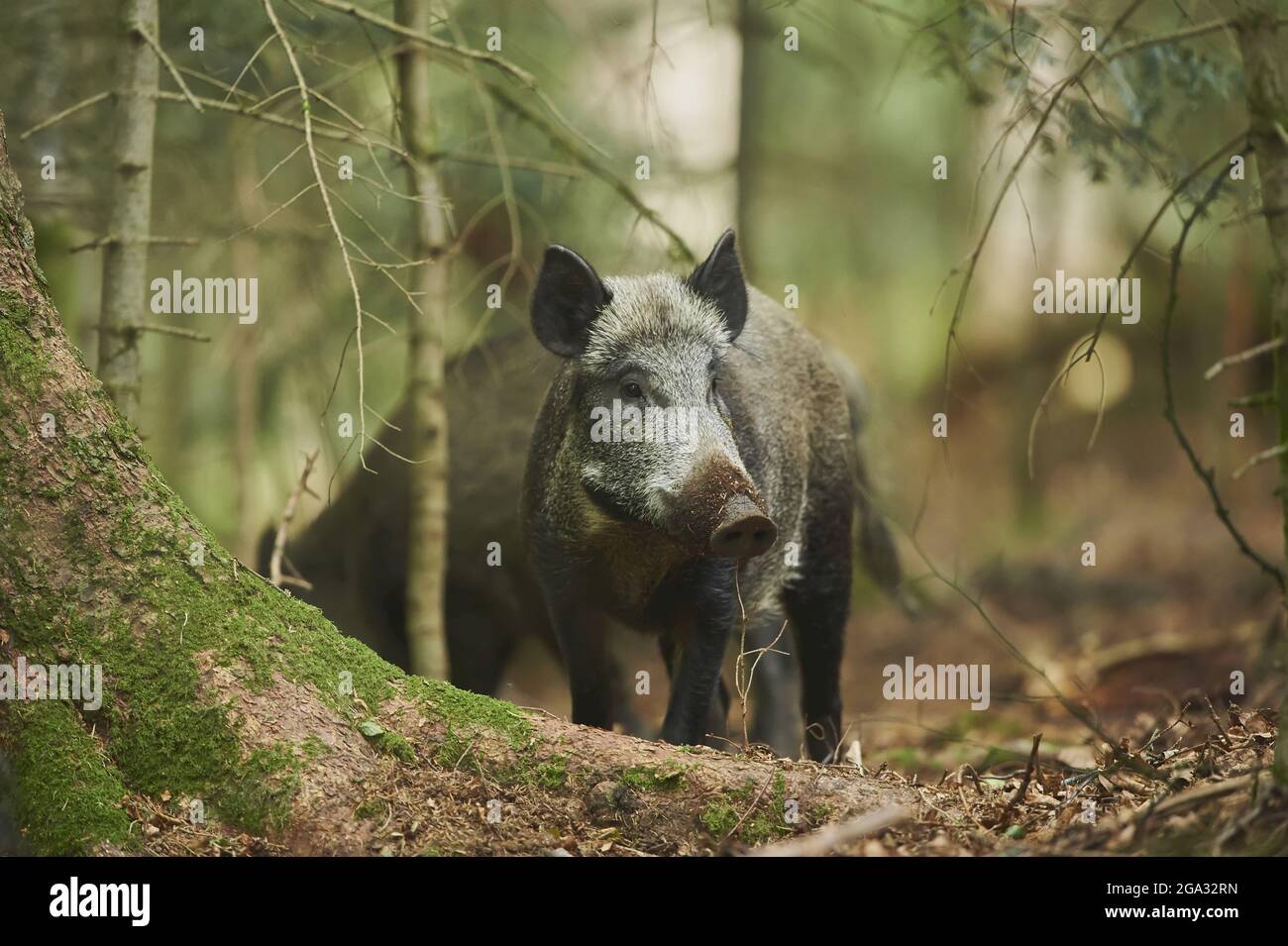 Wildschwein (Sus scrofa), gefangen, Nationalpark Bayerischer Wald; Bayern, Deutschland Stockfoto