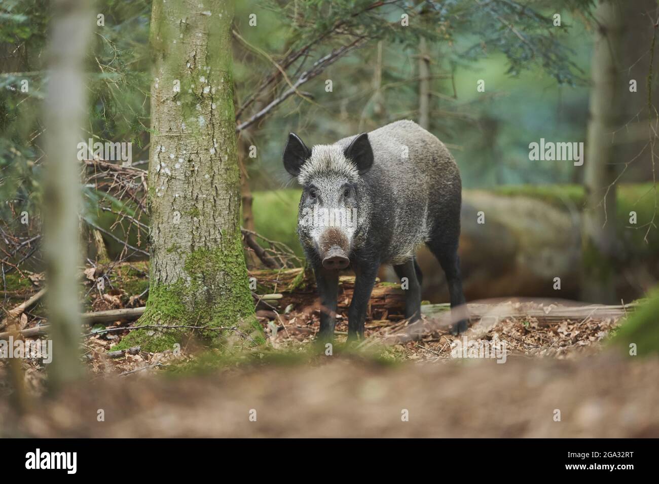 Wildschwein (Sus scrofa), gefangen, Nationalpark Bayerischer Wald; Bayern, Deutschland Stockfoto