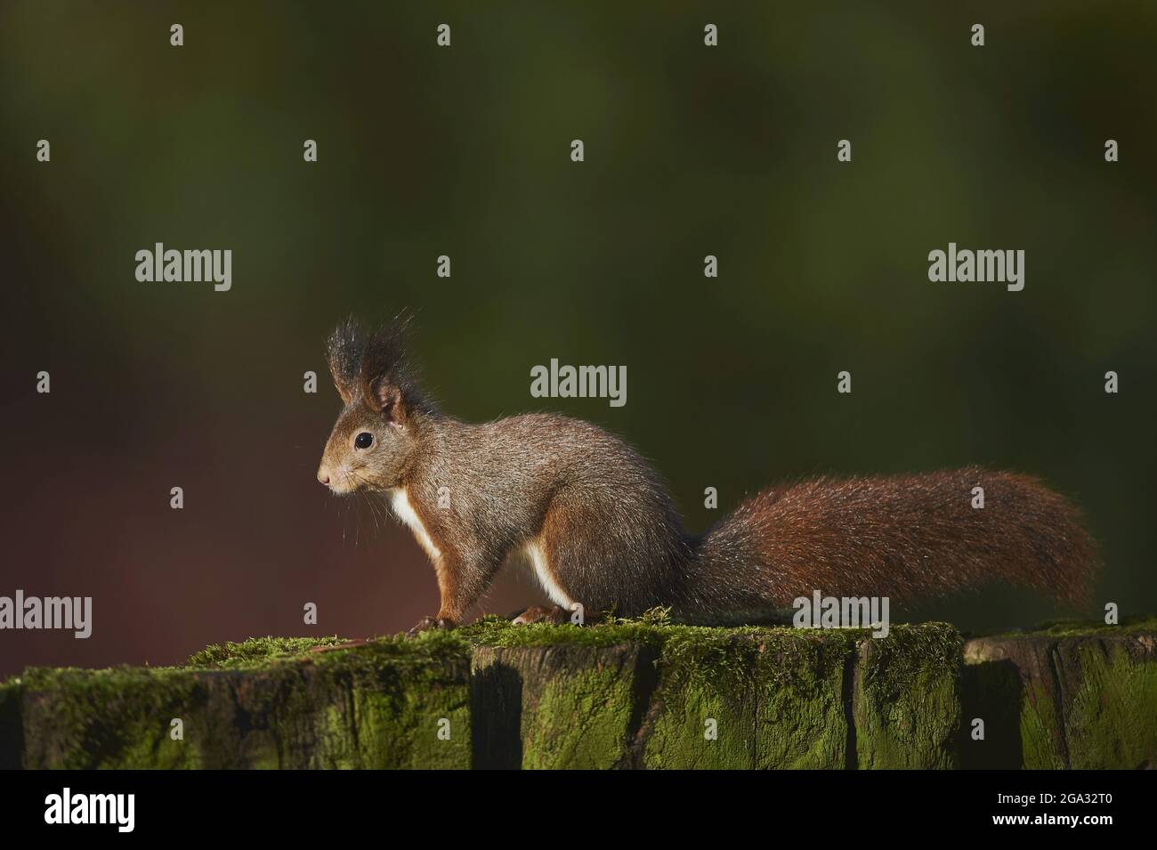 Eurasisches Rothörnchen (Sciurus vulgaris) auf einem Baumstumpf; Bayern, Deutschland Stockfoto