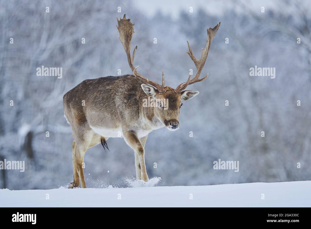 Damhirsch (Dama dama) im Schnee auf einer Wiese, gefangen; Bayern, Deutschland Stockfoto