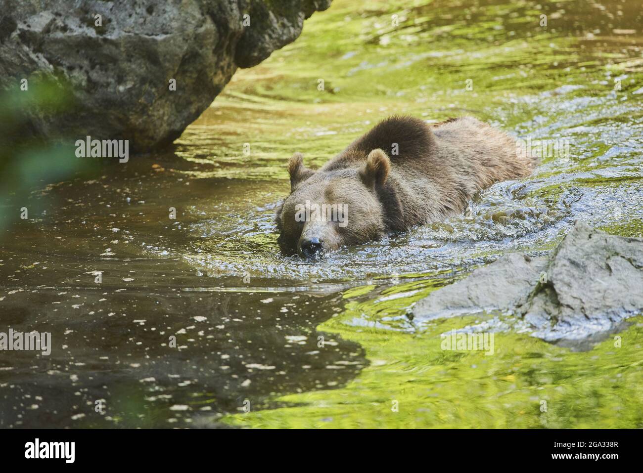 Eurasischer Braunbär (Ursus arctos arctos) an einem Teich, gefangen, Nationalpark Bayerischer Wald; Bayern, Deutschland Stockfoto