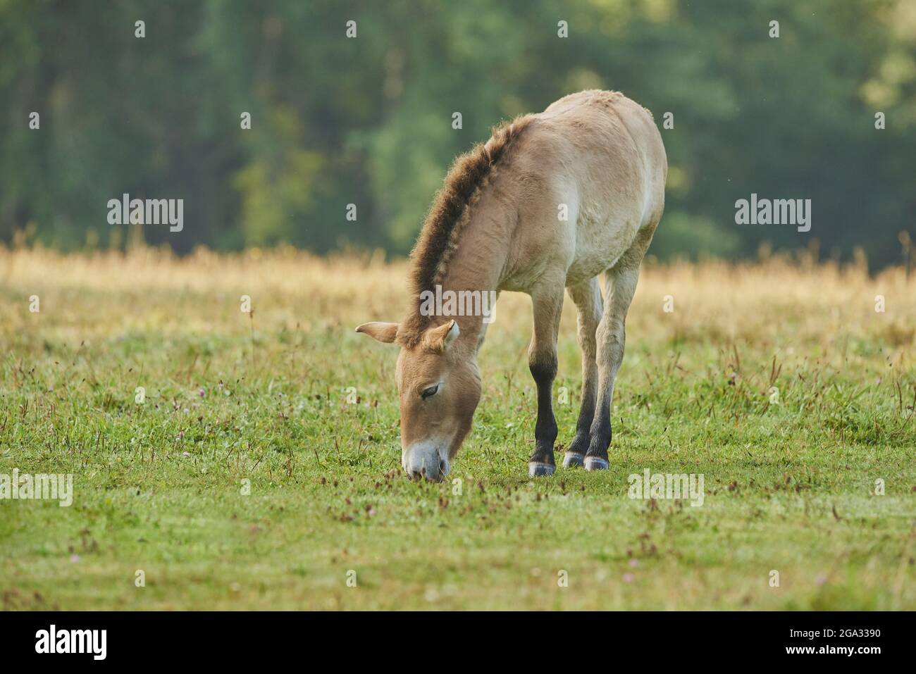 Przewalskis Pferd oder mongolisches Wildpferd (Equus ferus przewalskii) auf einem Feld, in Gefangenschaft, Nationalpark Bayerischer Wald; Bayern, Deutschland Stockfoto