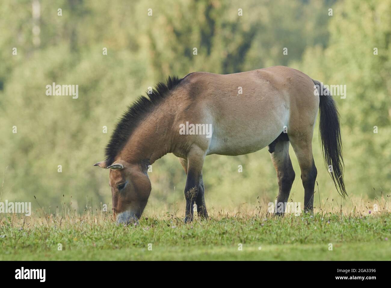 Przewalskis Pferd oder mongolisches Wildpferd (Equus ferus przewalskii) auf einem Feld, in Gefangenschaft, Nationalpark Bayerischer Wald; Bayern, Deutschland Stockfoto