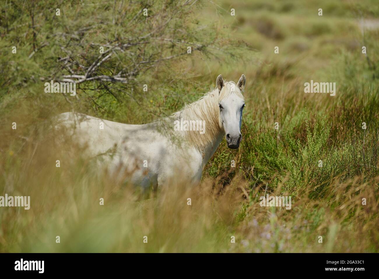 Camargue Pferd auf einem Feld stehend; Camargue, Frankreich Stockfoto