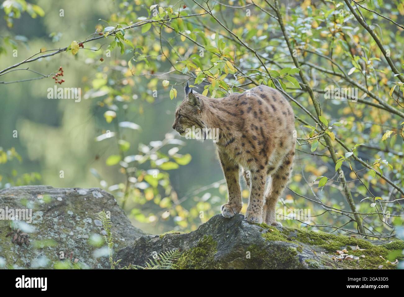 Eurasischer Luchs (Luchs) In Einem Wald, Gefangen, Nationalpark ...