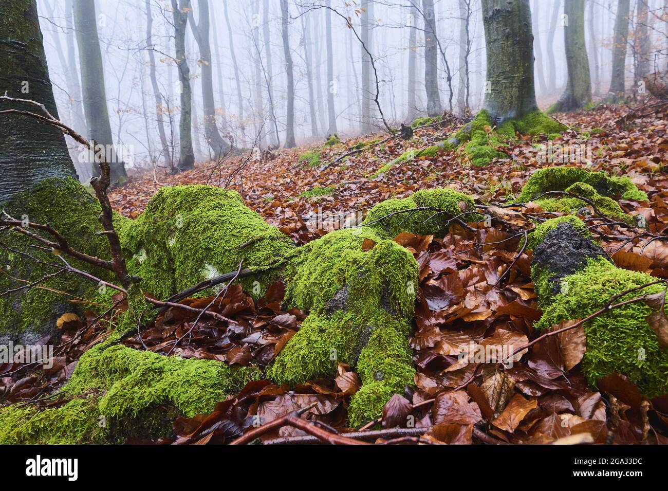 Nebliger Buchenwald (Fagus sylvatica) mit moosigen Baumwurzeln, kleine Fatra, Karpaten; Horna Suca, Slowakei Stockfoto