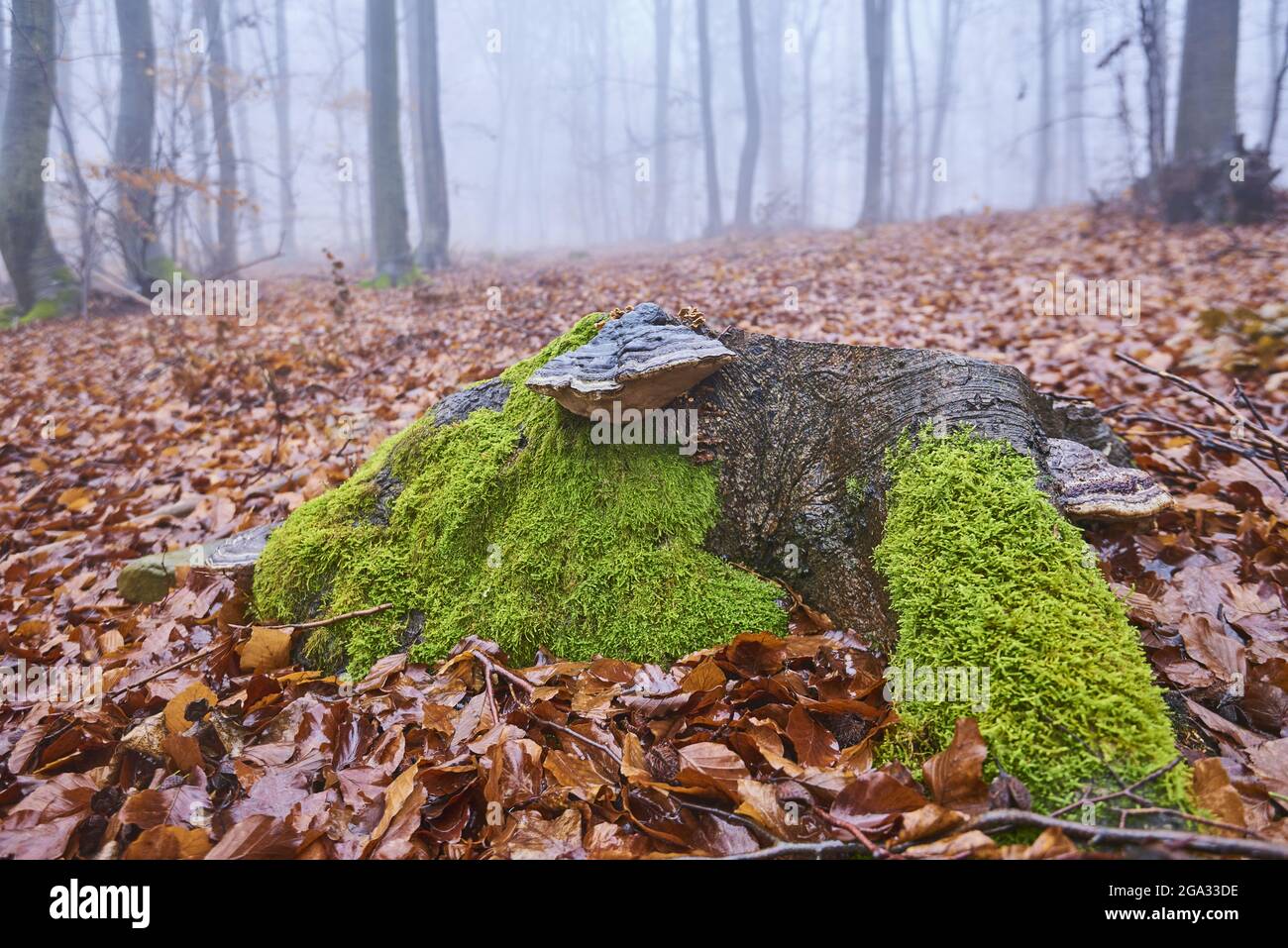 Falscher Zunder-Pilz oder Hufpilz (Fomes fomentarius) auf einem alten Baumstamm der europäischen Buche (Fagus sylvatica), kleine Fatra, Karpaten Stockfoto