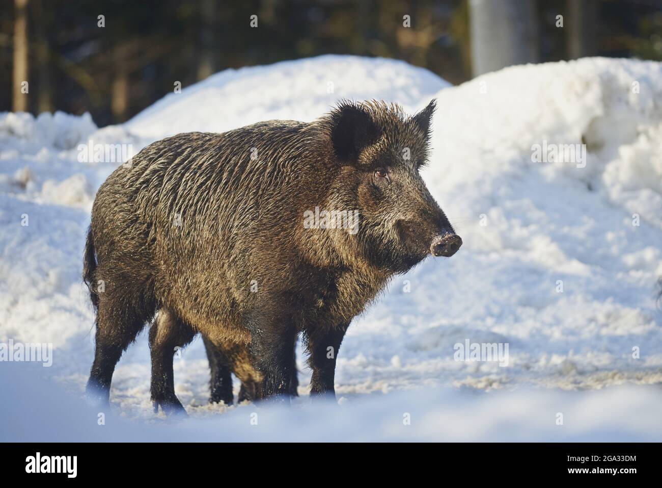 Wildschwein (Sus scrofa) im Winter im Wald, Nationalpark Bayerischer Wald; Bayern, Deutschland Stockfoto