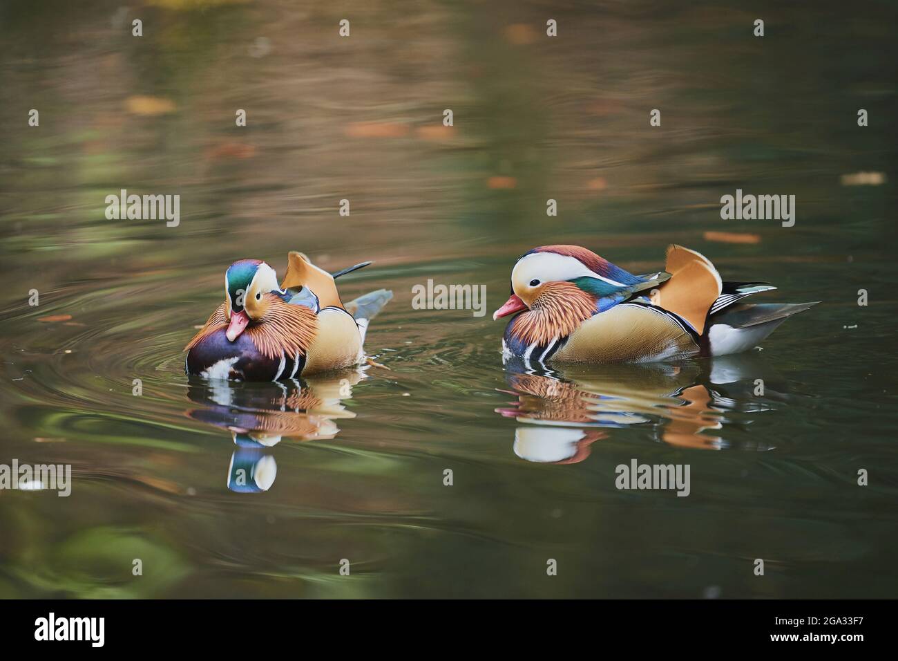 Mandarinente (Aix galericulata) Männchen schwimmen auf einem See; Bayern, Deutschland Stockfoto