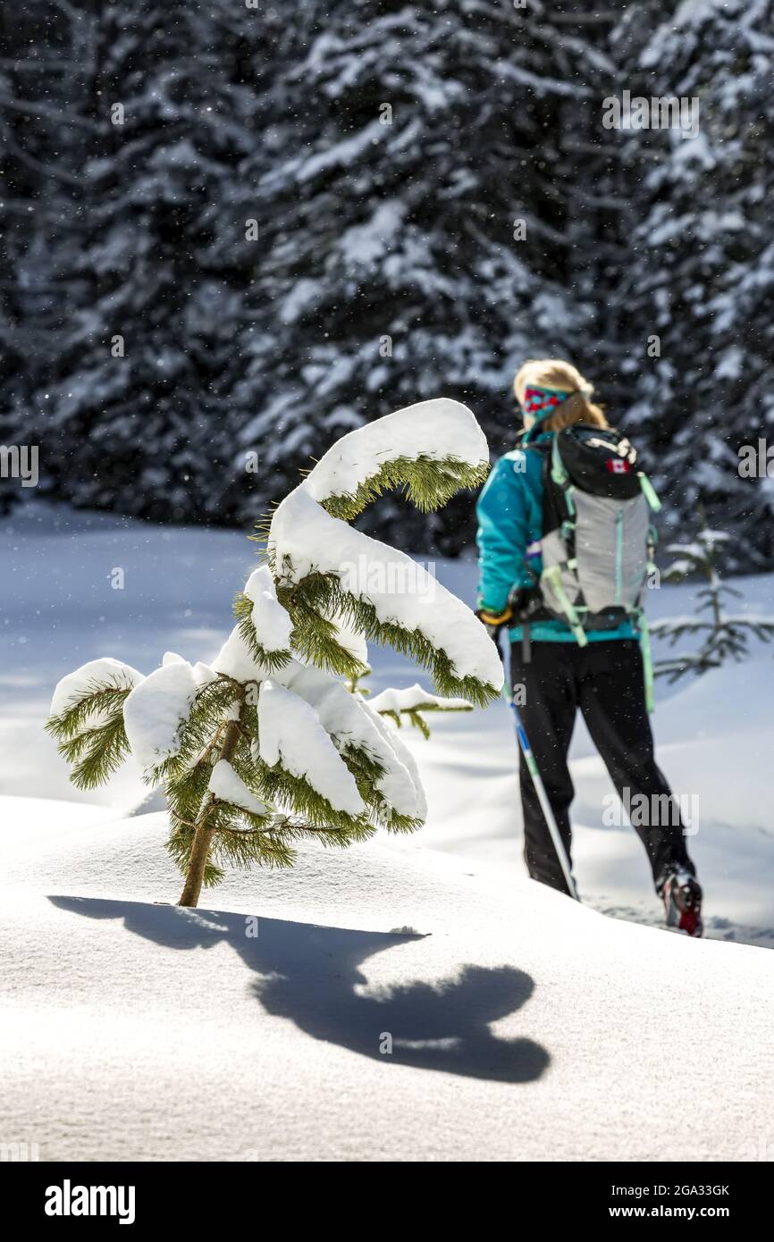 Ein schneebedeckter immergrüner Baum, der einen Schatten auf eine Schneebank wirft, mit einer weiblichen Skilanglauferin im Hintergrund und schneebedeckten Bäumen, Banff Nati... Stockfoto