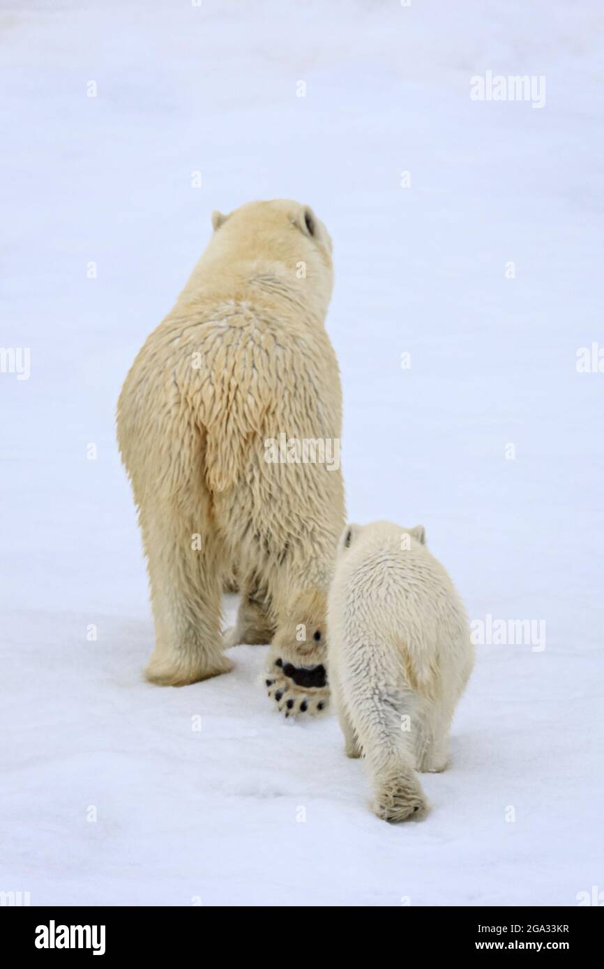 Eisbär (Ursus maritimus) Junge nach Mutter auf Packeis; Svalbard, Norwegen Stockfoto