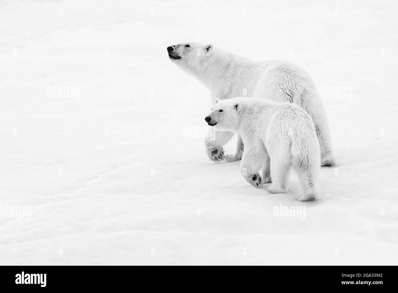 Eisbär (Ursus maritimus), Mutter und Junge gehen auf Packeis, Schwarz-Weiß-Bild, Northeast Svalbard Nature Preserve; Svalbard, Norwegen Stockfoto