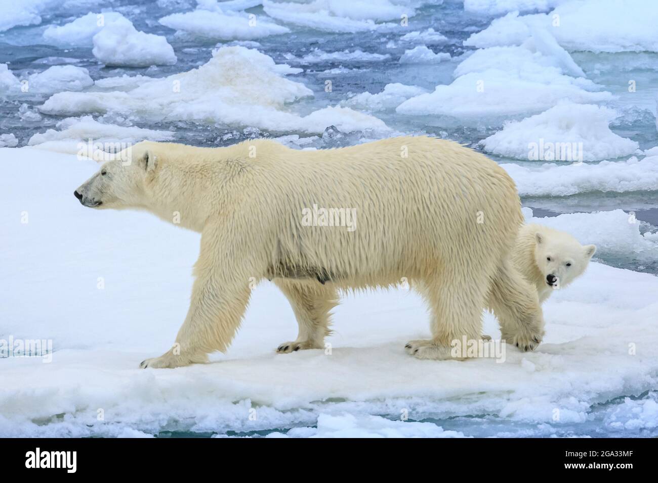 Eisbär (Ursus maritimus), Mutter und Junge auf Packeis; Spitzbergen, Norwegen Stockfoto