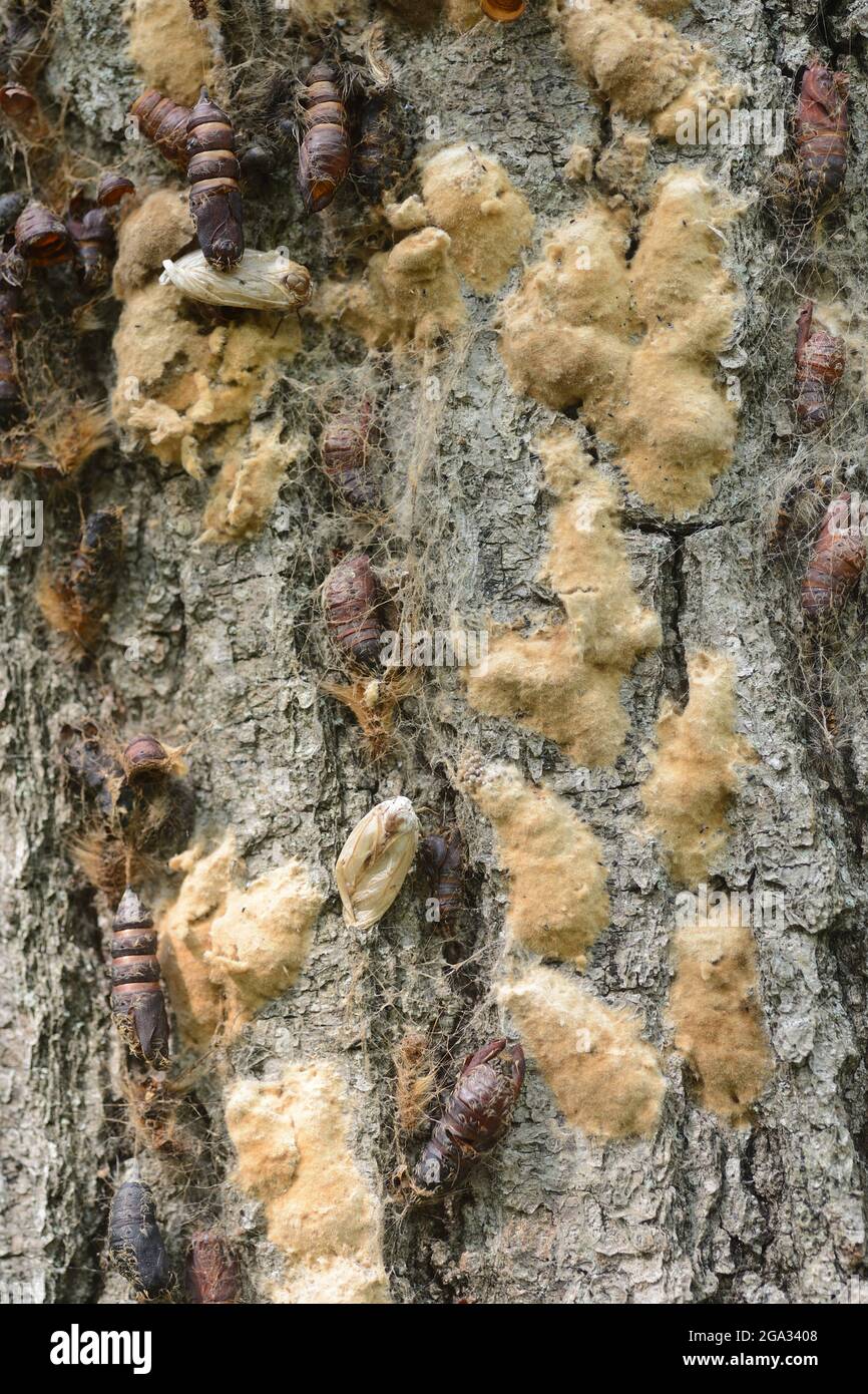 Gypsy Moth (Lymantria dispar) Puppen- und Eiermassen auf roter Eichenrinde; New York, Vereinigte Staaten von Amerika Stockfoto