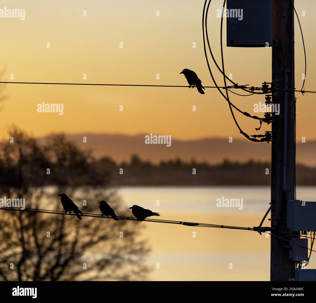 Silhouettierte Vögel thronten bei einem goldenen Sonnenaufgang auf einer Stromleitung mit dem Meer und der Küste im Hintergrund Stockfoto