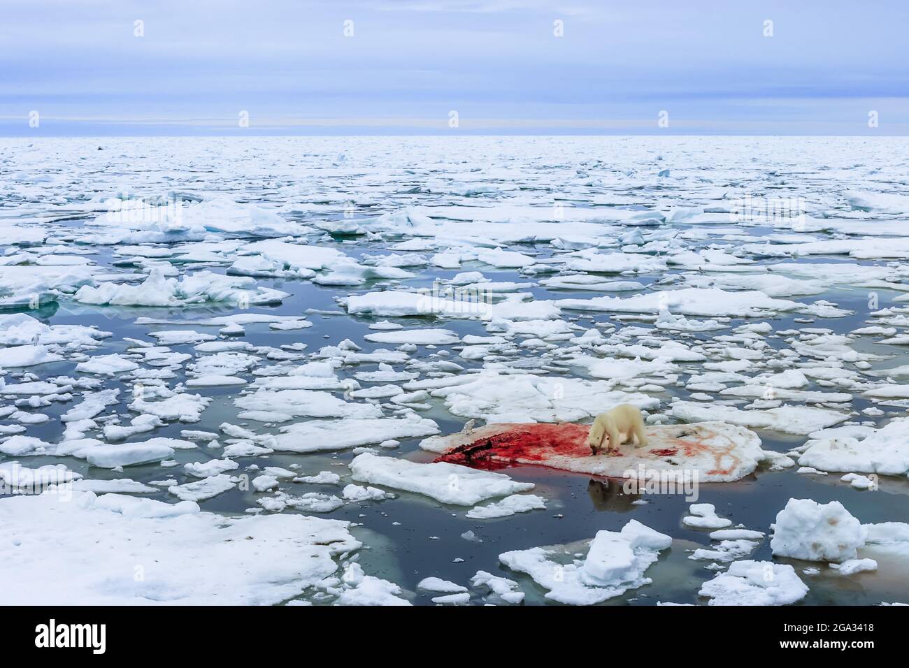 Eisbär (Ursus maritimus) auf Belgua-Wal-Kill, Northeast Svalbard Nature Preserve; Svalbard, Norwegen Stockfoto