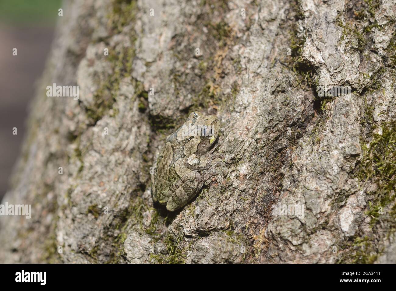 Greater Grey Treefrog (Hyla versicolor) getarnt auf Baumrinde; New York, Vereinigte Staaten von Amerika Stockfoto