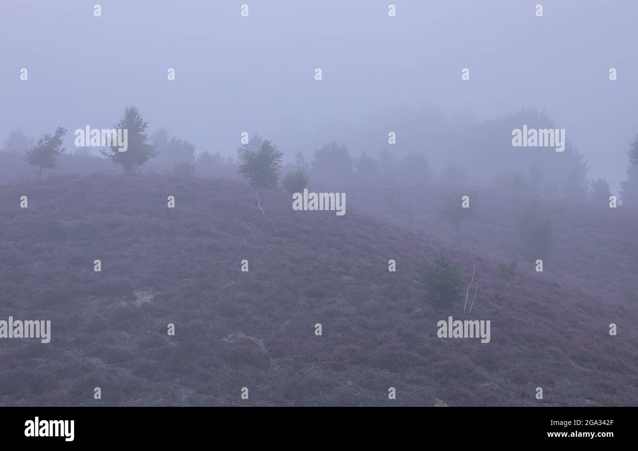 Hügel mit Heideblumen im Nebel, Niederlande Stockfoto