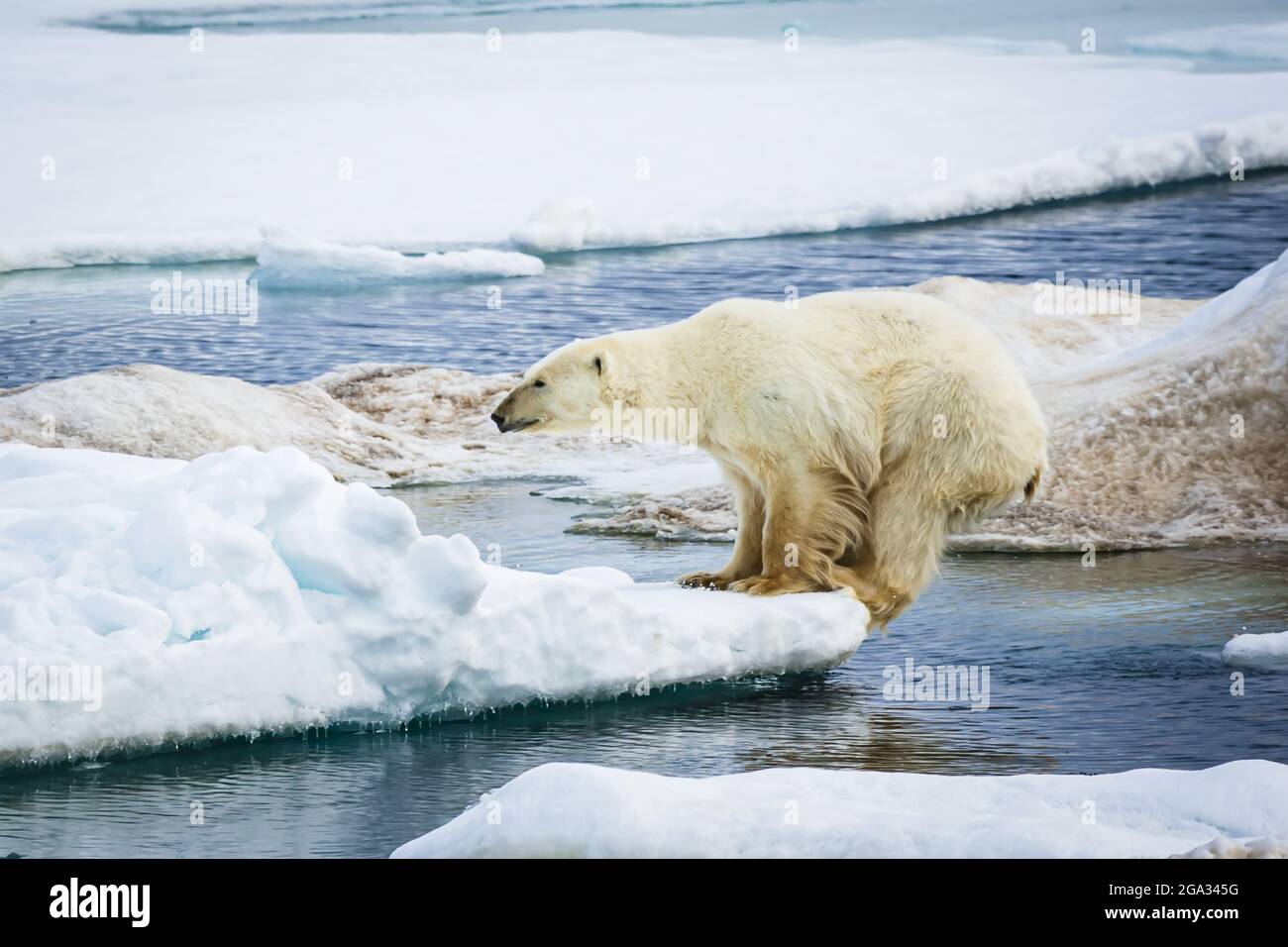 Eisbär (Ursus maritimus) springt zwischen Eisschollen in der Hinlopenstraße. Teil 4 einer Serie von 4 Bildern; Svalbard, Norwegen Stockfoto
