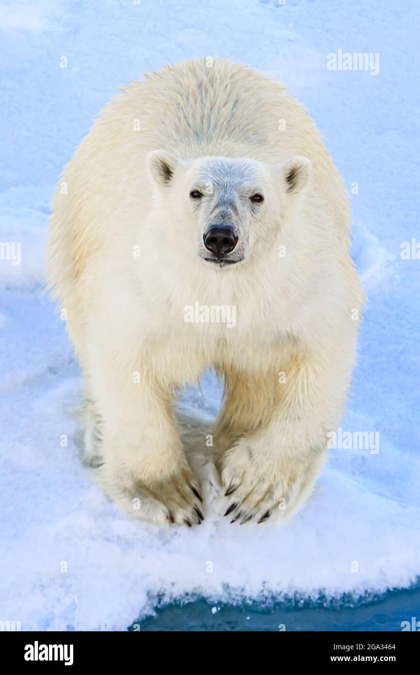Neugieriger Eisbär (Ursus maritimus) auf nahestehend; Spitzbergen, Norwegen Stockfoto