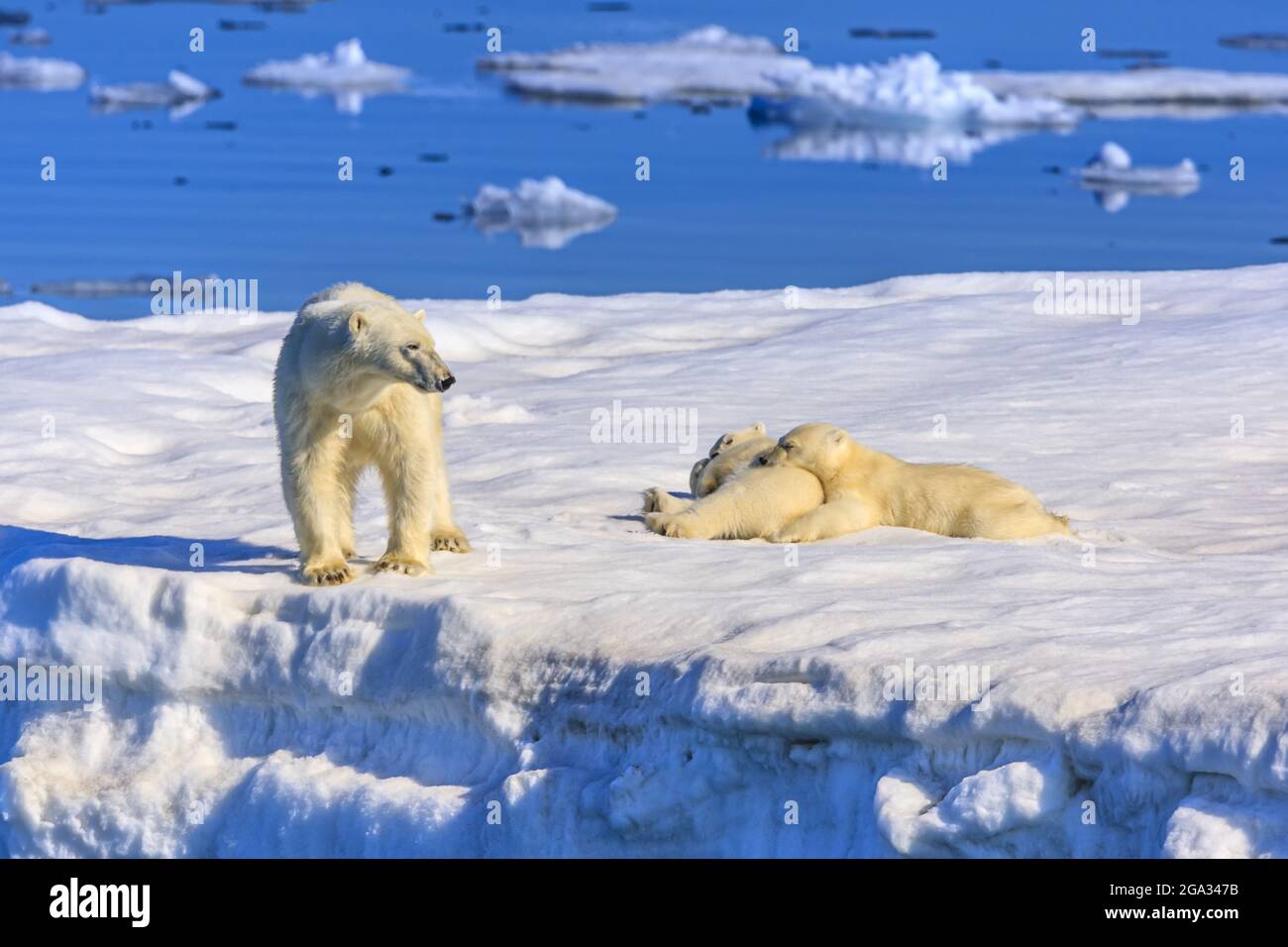 Eisbärmutter und Jungtiere (Ursus maritimus) auf dem Eisberg, Hinlopenstraße; Svalbard, Norwegen Stockfoto