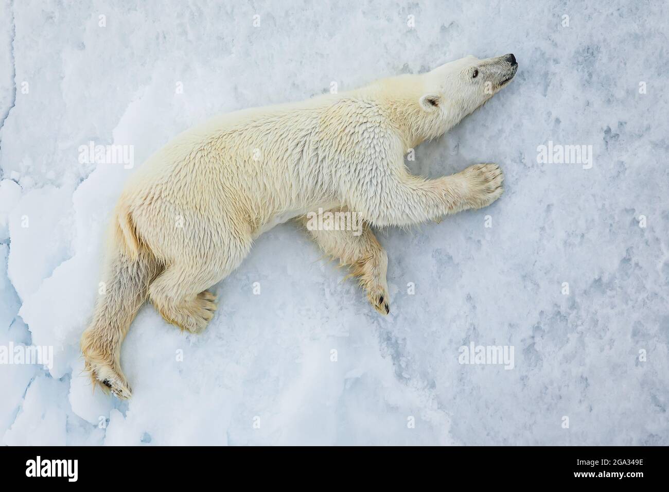 Eisbär (Ursis maritimus) auf Packeis, Svalbard-Archipel; Svalbard, Norwegen Stockfoto