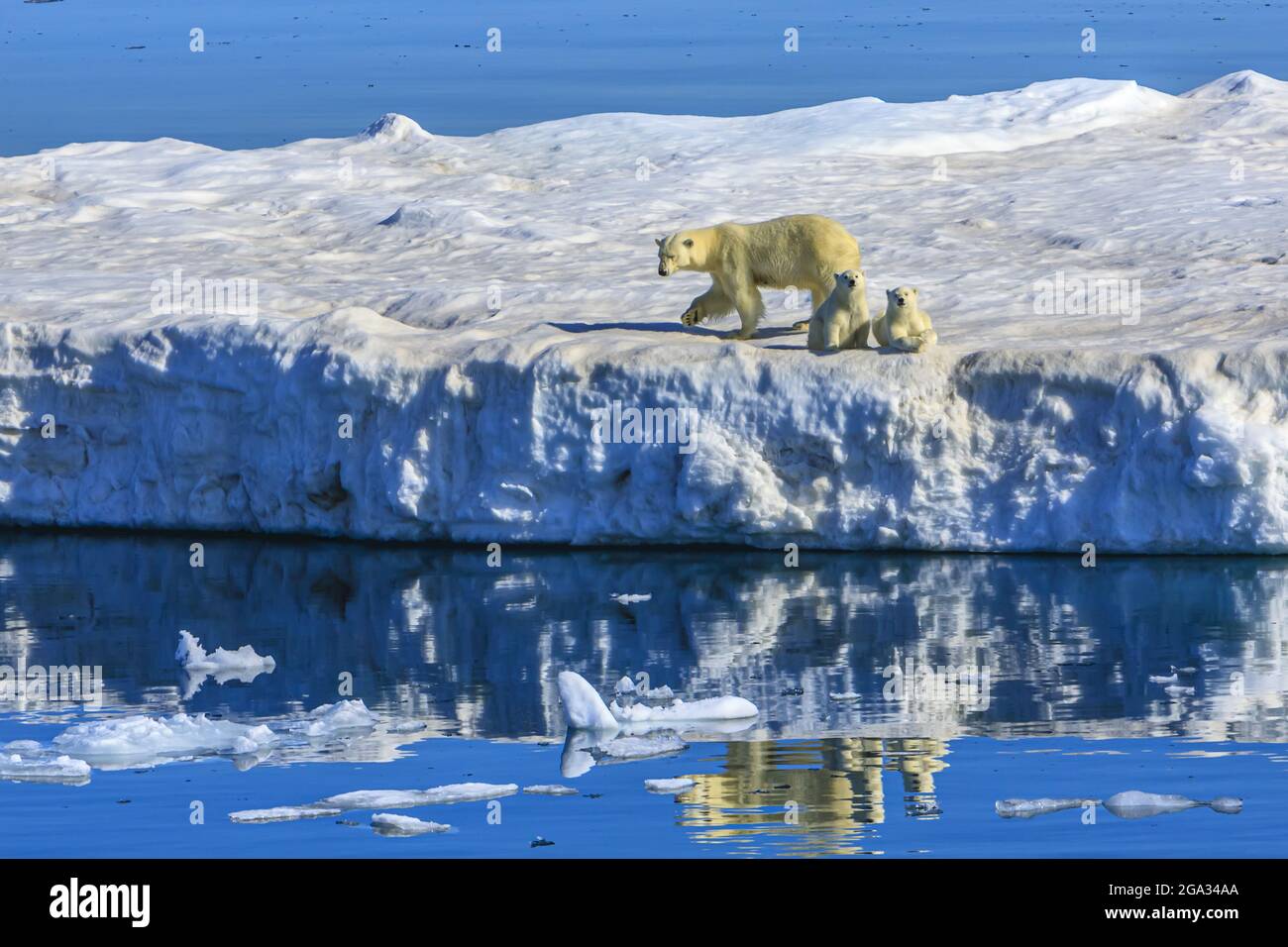 Eisbärmutter und Jungtiere (Ursus maritimus) auf dem Eisberg, Hinlopenstraße; Svalbard, Norwegen Stockfoto