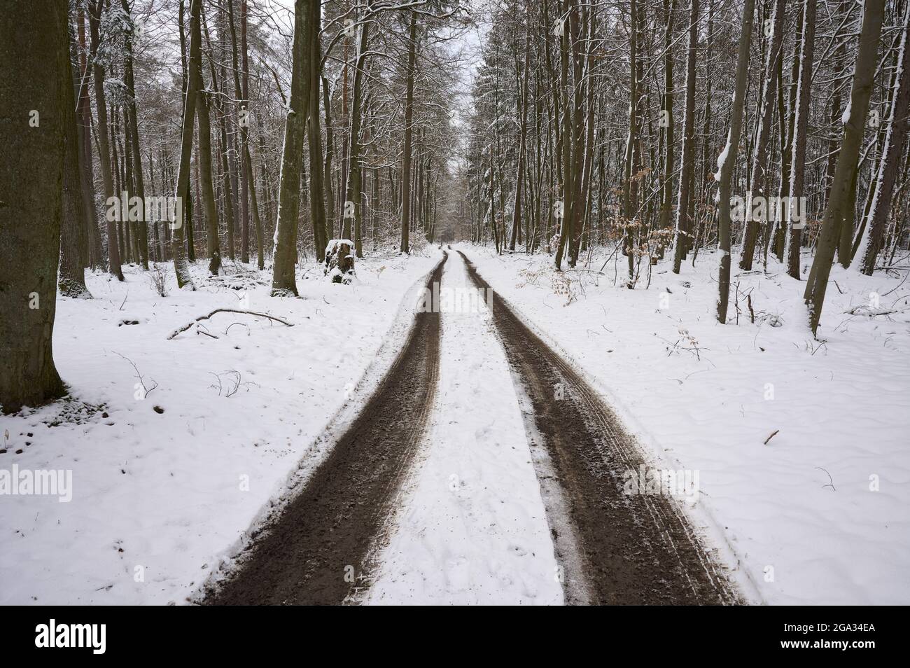 Reifenspuren im Winter durch einen Wald; Spessart, Bayern, Deutschland Stockfoto