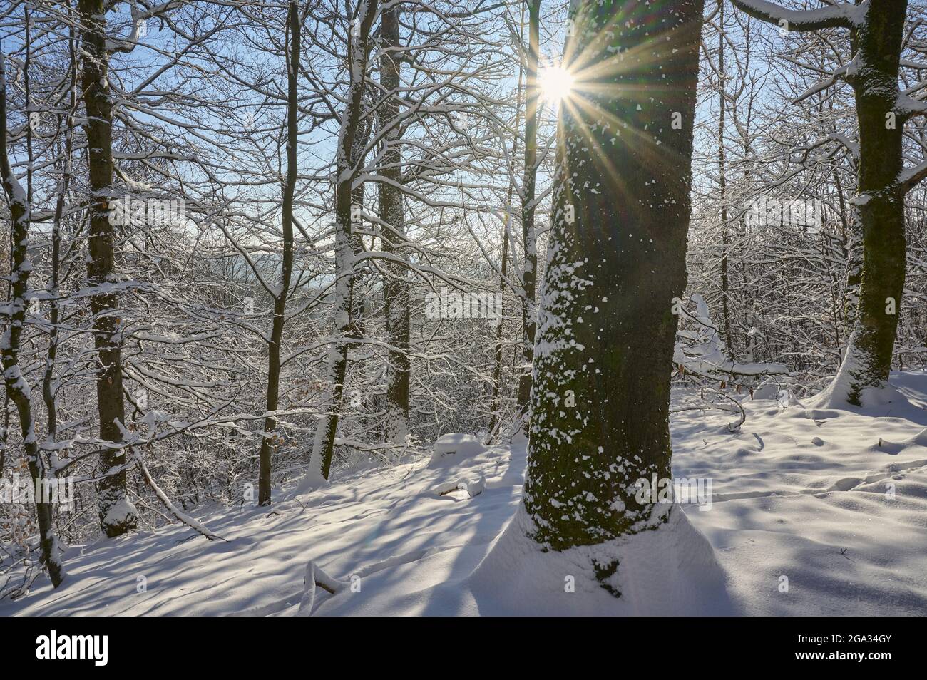 Wald mit verschneiten Bäumen und Sonneneinbruch im Winter; Spessart, Bayern, Deutschland Stockfoto