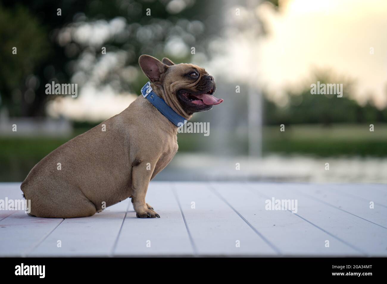 Selektive Fokusaufnahme einer weißen französischen Bulldogge, die in einem Park auf dem Boden sitzt Stockfoto